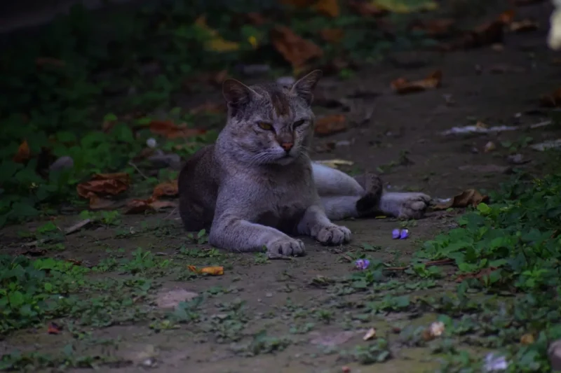 An angry cat with distinctive markings lounging on a ground scattered with fallen leaves and green plants.